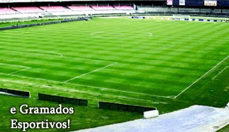 Foto de jardim com grama Grama para Campo de Futebol